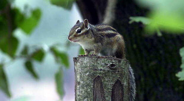 Uno scoiattolo grigio (immag repertorio Ansa)