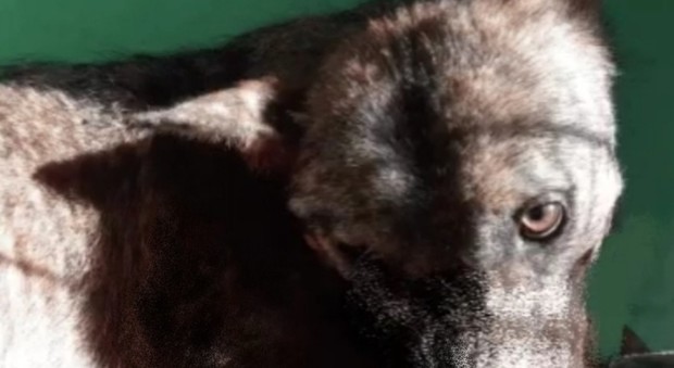 Il lupo salvato dai veterinari della Asl Roma 4
