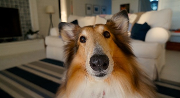Preferiamo fotografare il cane di casa più che il partner: la ricerca esalta gli amici a 4 zampe