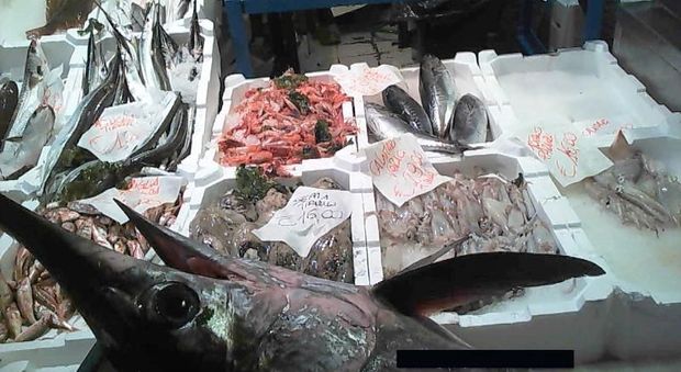 Pescara, pesci al mercurio: la contaminazione finisce sul tavolo del ministro Lorenzin