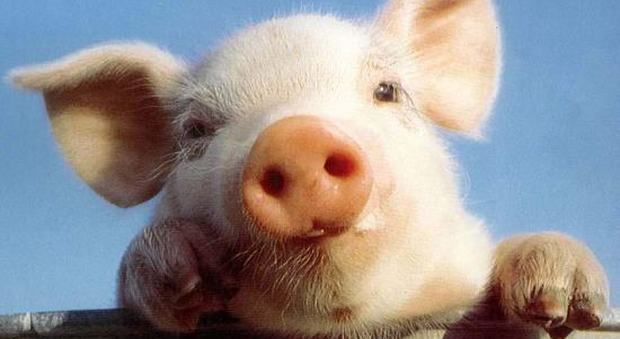Il premio della Lotteria della parrocchia è un maiale "da 100 kg". Insorgono i vegani