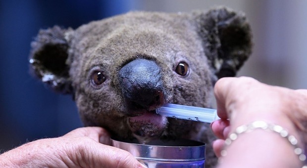 Australia, emergenza incendi senza precedenti: 3 morti e strage di koala