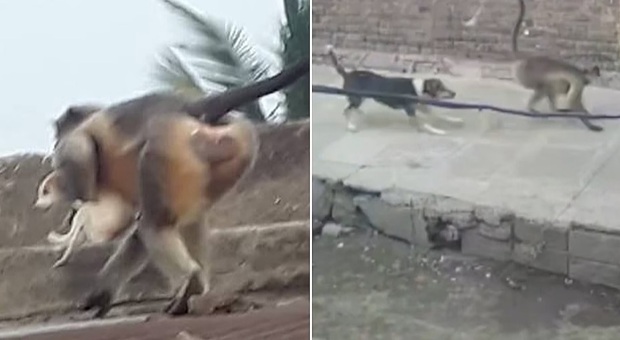 Scimmie inferocite uccidono 200 cani per vendicare il loro piccolo ferito a morte dai randagi (immag diffuse da Opindia, India Today, NZHerald ecc)