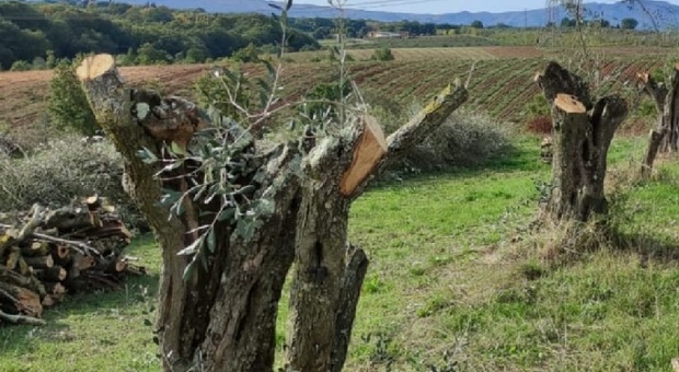 Gallese, il taglio degli ulivi finisce in parlamento I senatori al ministro: «Così addio biodiversità»