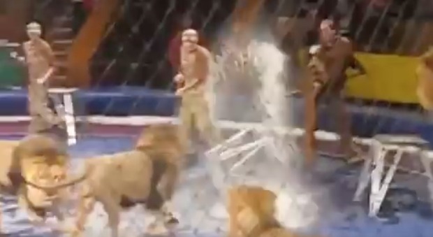 Ucraina, un leone attacca l'addestratore durante l'esibizione al circo