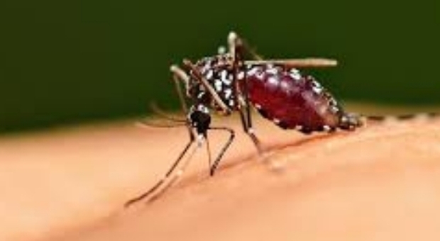 Zanzare coreane, allarme in Italia: resistono al gelo e pungono anche a Natale