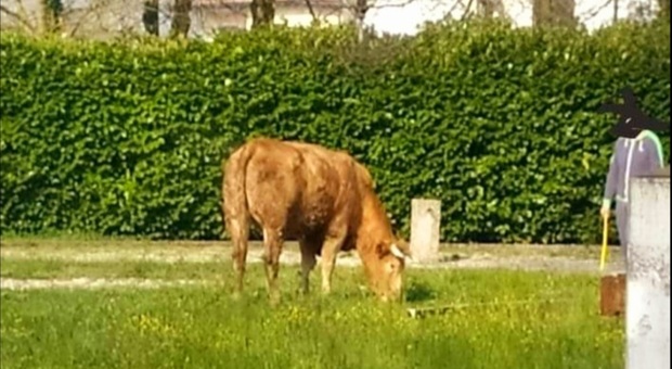 La mucca fuggita dal macello bruca l'erba per la prima e ultima volta (immag diffusa sui social dal gruppo Sei di Vigonza se.. e Roberto Deza)