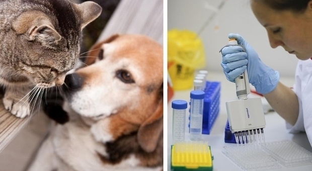 Vaccino Covid per animali, in Russia prodotte le prime dosi: si lavora per registrarlo in Ue
