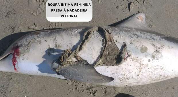 Delfino morto spiaggiato con slip da donna incastrati nelle pinne. Le immagini pubblicate dagli studiosi