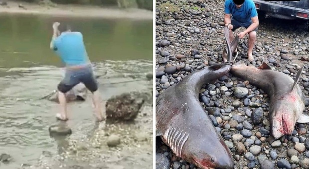 Gli squali massacrati con le pietre (immag social diffuse da Defendamos Chiloe')