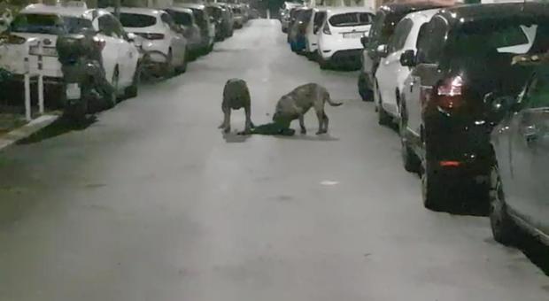 Monteverde choc, due cani sbranano un gatto in strada