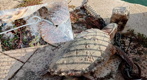 La tartaruga zavorrata rinvenuta morta al porto di Barletta (immag diffuse dal Centro Recupero Tartarughe Marine wwf Molfetta)