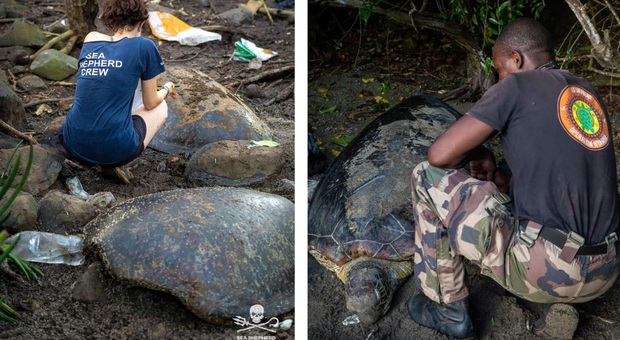 Alcune delle tartarughe uccise a colpi di machete (immag diffuse sui social da Sea Shepherd France)