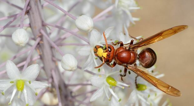 La "vespa orientalis": non è cinese, non c'è solo a Roma e non è letale