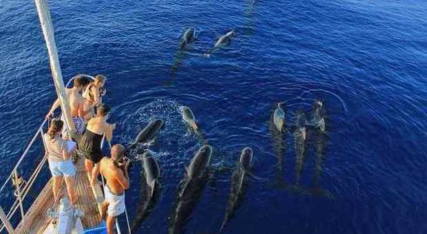 Moby Dick sull'orlo dello stress: tra i pericoli per i cetacei il rumore dei motori e i sonar