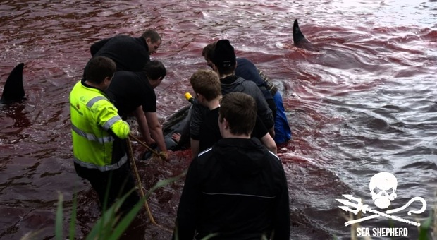Un momento della caccia alle balene alle Faroe Islands (immagini pubblicate su Fb da Sea Shepherd Faroe Island Campaign)