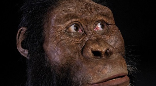 Realizzato in Italia il ritratto in 3D dell'antenato di Lucy, è un ominide di 4 milioni di anni fa