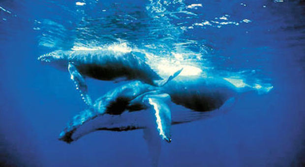 Una delle balene morte per malnutrizione (immagine pubblicata da The Marine Mammal Center)