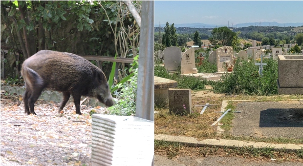 Roma, cinghiali tra le tombe al cimitero di Prima Porta: «Erba sradicata e danni alle lapidi»