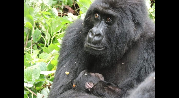 Mamma gorilla insieme al nuovo nato (immag diffusa dal Virunga National Park sui social)