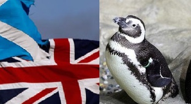 L'odissea dei pinguini di Man: «Tra Covid e Brexit, portarli in Irlanda è stato un miracolo»