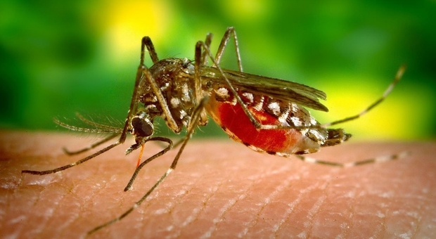 EEE, paura virus delle zanzare negli Usa: già tre morti, 14enne in fin di vita in Michigan