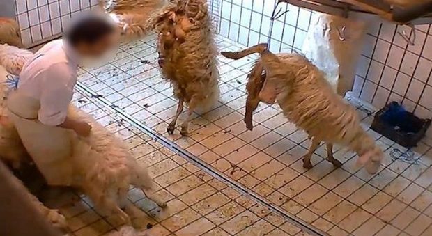 Un fermo immagine del video sui maltrattamenti animali nel Viterbese