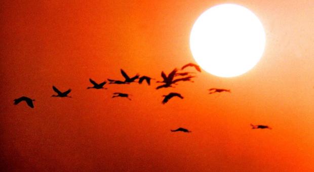 Rapporto choc di Science: nel Nordamerica spariti tre miliardi di uccelli in 50 anni
