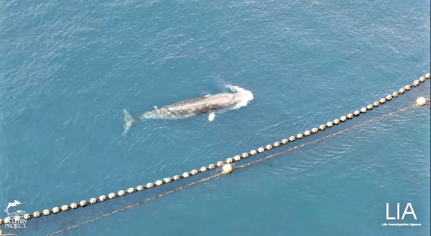 Balena intrappolata da 18 giorni nelle reti dei pescatori. Proteste internazionali: «Sta morendo di fame, liberatela!»