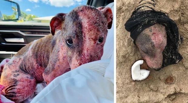 Cagnolina sepolta viva in spiaggia con la testa al sole: salvata, ora cerca una famiglia (PAWS Hawaii)