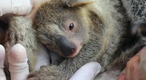 Immagini Koala Natale.Koala Il Messaggero