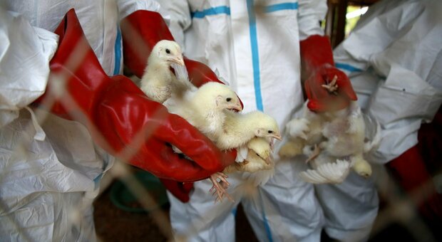 Roma, influenza aviaria a Ostia: «Morte 50 galline». È allarme sul litorale