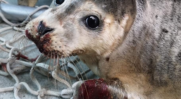 La foca ferita, si riprenderà. (immagine pubblicata da Sea Shepherd Lille di Ipa di Calais)