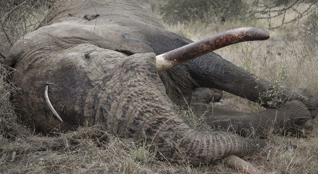 Strage di elefanti in Botswana. Centinaia gli esemplari trovati morti vicino ai fiumi. E' mistero. (immagine pubbl da Ansa)