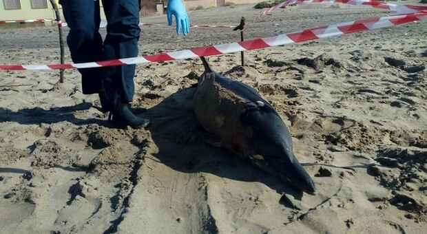 Allarme morbillo nelle balene, Greenpeace: «Potrebbe fare salto di specie come il Covid»