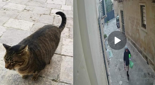 Lecce, gatto di quartiere ucciso a calci: l'aggressore immortalato in un video. Sui social è "caccia all'uomo"