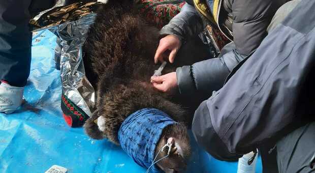 Juan Carrito, l'orso temerario, monitorato con un radiocollare dopo il trasloco forzato