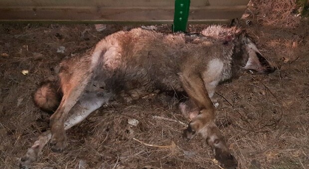 Abruzzo, lupo ucciso a colpi di fucile: indaga la Procura