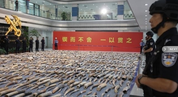 Zanne di elefante, sequestro record in Cina: 2.748 pezzi d'avorio, uccisi 1.400 animali (immagine pubblicata da Asia News/agenzie)