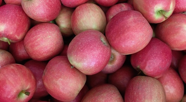 Le mele hanno un potere antinfiammatorio: scoperto il modo in cui “dialogano” con le nostre cellule