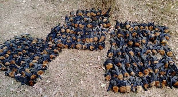 Australia, le temperature superano i 47 gradi: centinaia di pipistrelli morti per il caldo