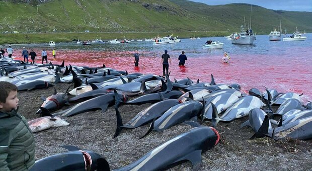 Migliaia di delfini trucidati alle Isole Faroe. Sea Shepherd: «È il più grande massacro degli ultimi anni»