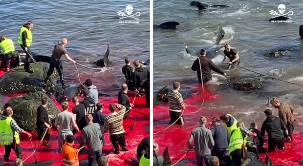 Prima strage di delfini alle isole Faroe (immag diffuse da Sea Shepherd)