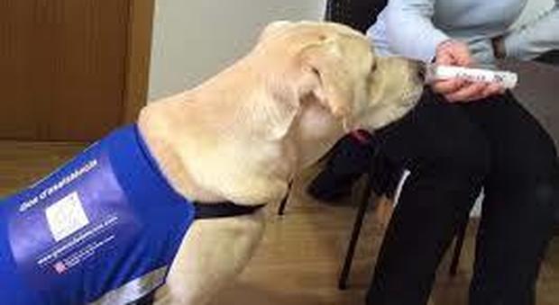 Cani annusa Covid in Gran Bretagna: possono individuare il virus prima che compaiano i sintomi