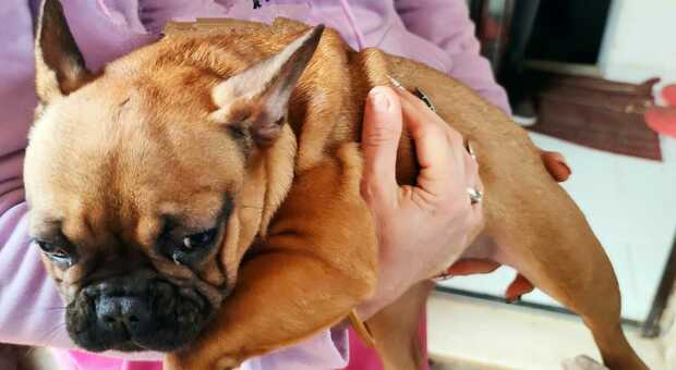 Bulldog francesi con pedigree fasulli, bilitz del Nipaaf a Latina: sequestrati 21 cani