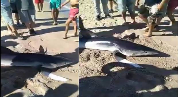 Lo squalo azzurro tirato fuori dall'acqua, torturato e ucciso (immagini pubblicate dall'associazione tunisina Houtiyat su Fb)