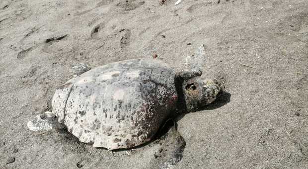Tartaruga della specie “Caretta caretta” trovata morta sulla spiaggia