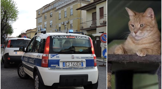 Lascia il gattino in auto con il cibo: vigili inflessibili multano la padrona