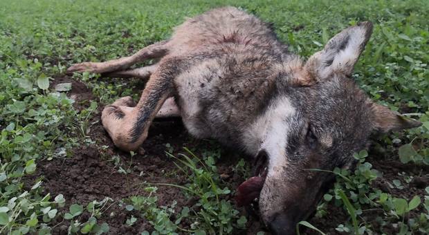 La lupa uccisa a fucilate rinvenuta nel Piacentino (immagine pubblicata da Il Piacenza)