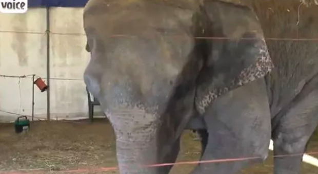 Elefantessa abbandonata in una discarica: ha ferite alla testa e alle gambe. È stata rubata da un circo